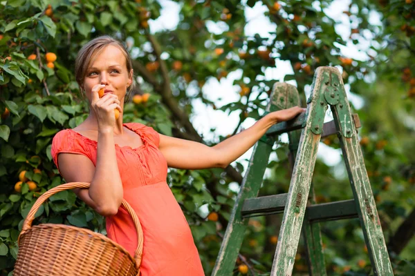 Vrouw plukken abrikozen — Stockfoto