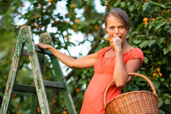 Donna raccogliendo albicocche — Foto Stock