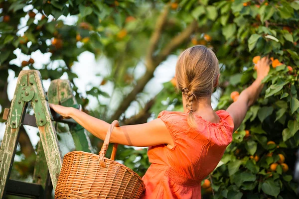 Vrouw plukken abrikozen — Stockfoto