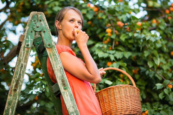 Женщина собирает абрикосы — стоковое фото