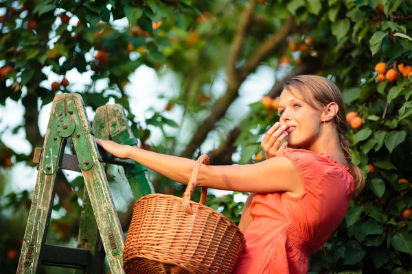 Vrouw plukken abrikozen — Stockfoto