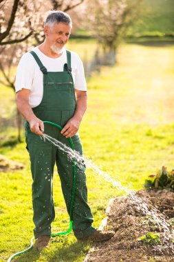 Senior man gardening clipart
