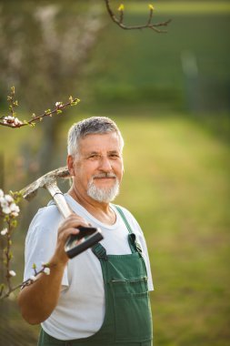 Senior man gardening clipart