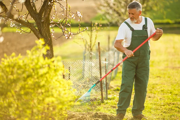 Uomo anziano Giardinaggio — Foto Stock