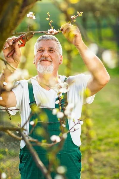 Starší muž, zahradnictví — Stock fotografie