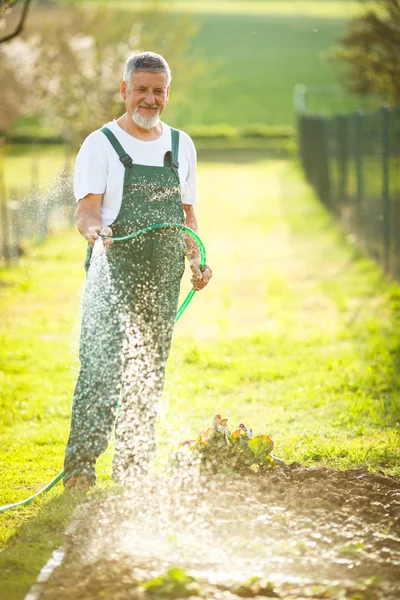 Ανώτερος άνθρωπος κηπουρική — Φωτογραφία Αρχείου