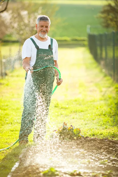 Senior man gardening — Stock Photo, Image