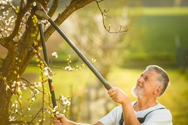 Senior mannen trädgårdsskötsel — Stockfoto