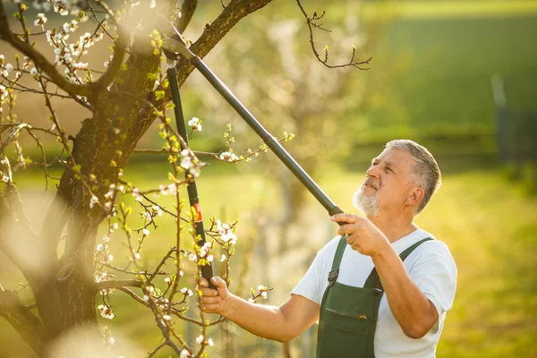 Senior man gardening — Stock Photo, Image