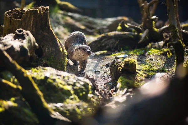 Avrasya otter — Stok fotoğraf