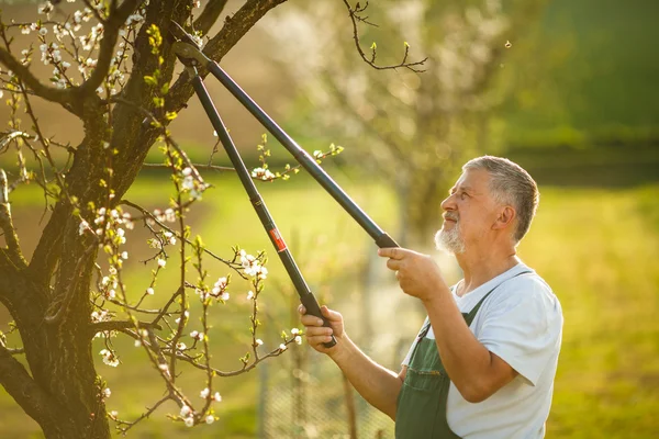 Senior mannen trädgårdsskötsel — Stockfoto