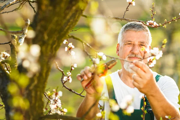 Senior man gardening — Stock Photo, Image