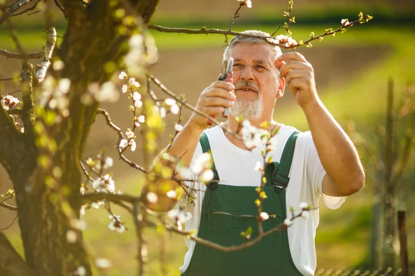 Senior man gardening — Stock Photo, Image