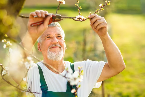 Uomo anziano Giardinaggio — Foto Stock