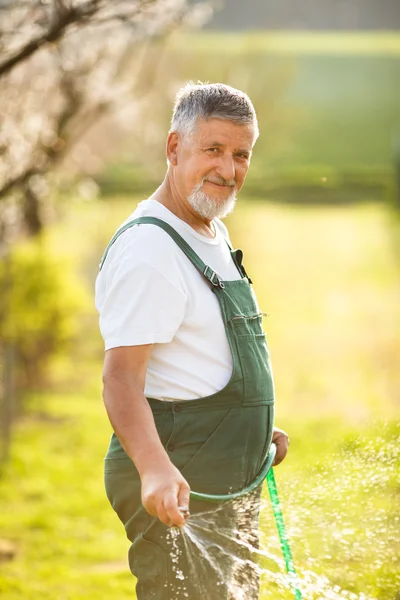 Senior man tuinieren — Stockfoto