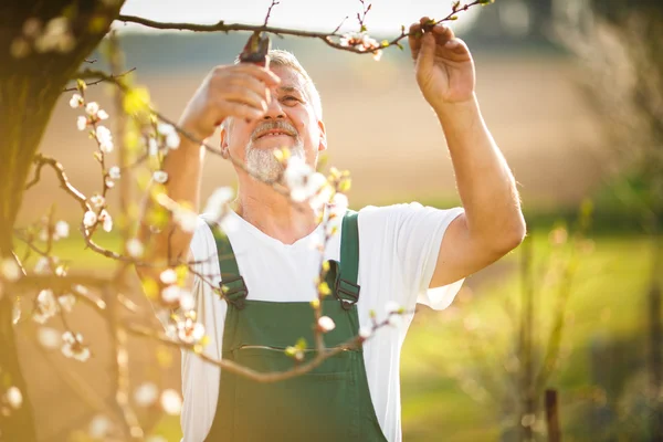 Starší muž, zahradnictví — Stock fotografie