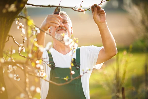 Senior man tuinieren — Stockfoto