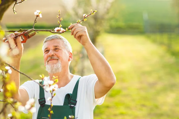 Uomo anziano Giardinaggio — Foto Stock