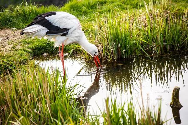 White stork hunting — Stock Photo, Image