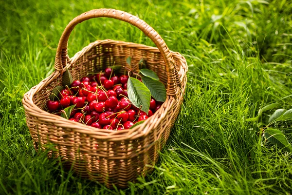 Cherries in a basket — Stock Photo, Image