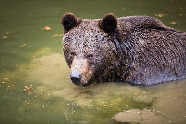 Oso marrón — Foto de Stock