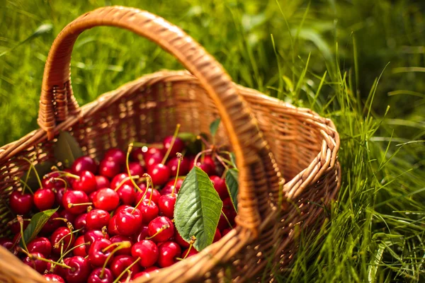 Cherries in a basket — Stock Photo, Image