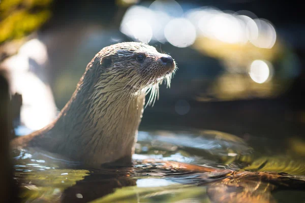 Lontra Eurasiática — Fotografia de Stock