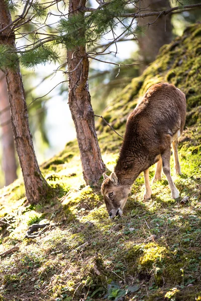 Das Mufflon — Stockfoto