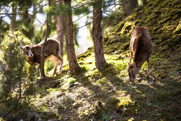 The mouflon — Stock Photo, Image