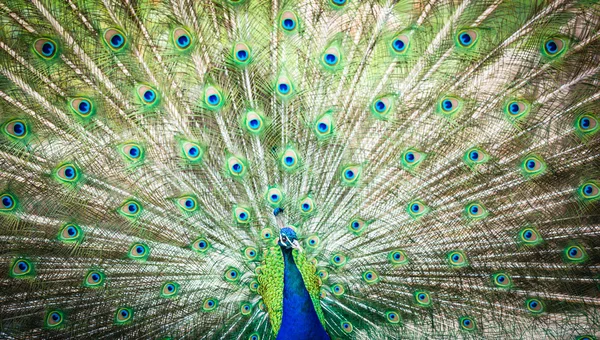Splendid peacock with feathers out — Stock Photo, Image