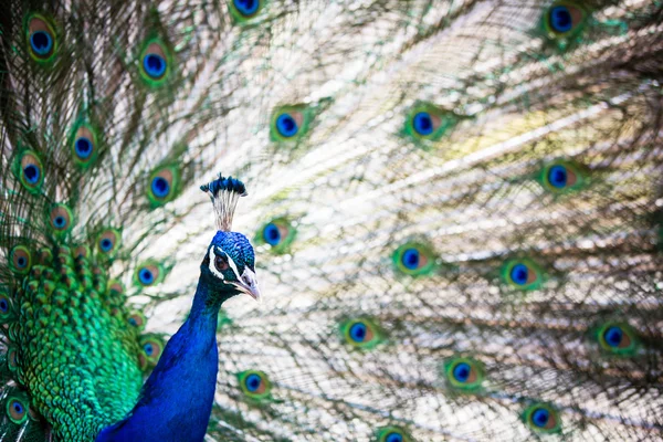 Splendid peacock with feathers out — Stock Photo, Image