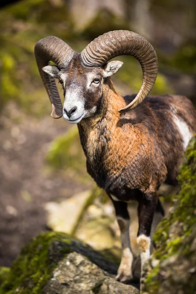 O mouflon — Fotografia de Stock