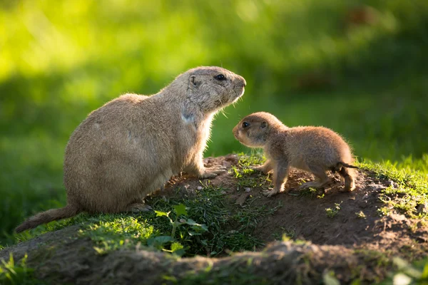 Cute black tailed prairie dog with a youngster — Stock Photo, Image