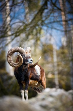 The mouflon clipart