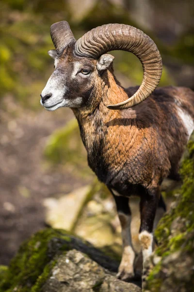 O mouflon — Fotografia de Stock