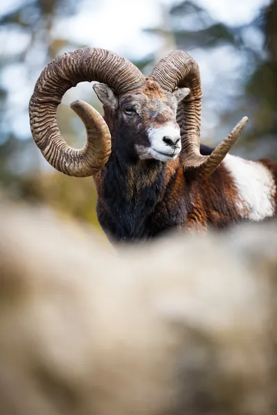 Das Mufflon — Stockfoto