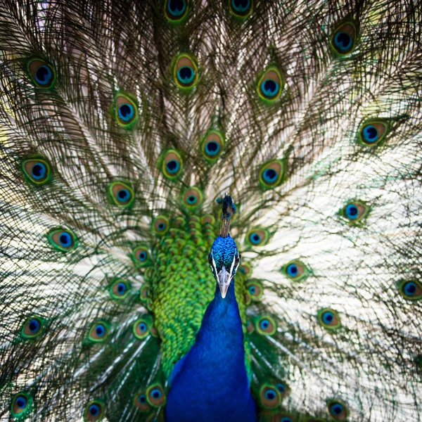 Prachtige peacock met veren uit — Stockfoto