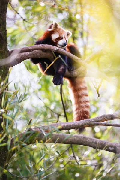 Roter Panda — Stockfoto