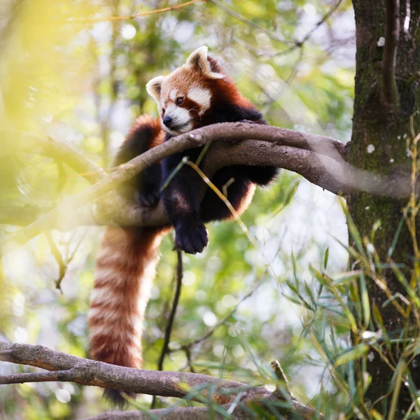 Panda rojo — Foto de Stock