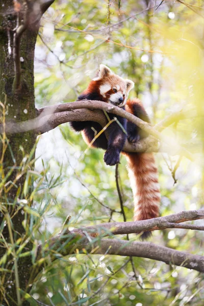 Panda vermelho — Fotografia de Stock