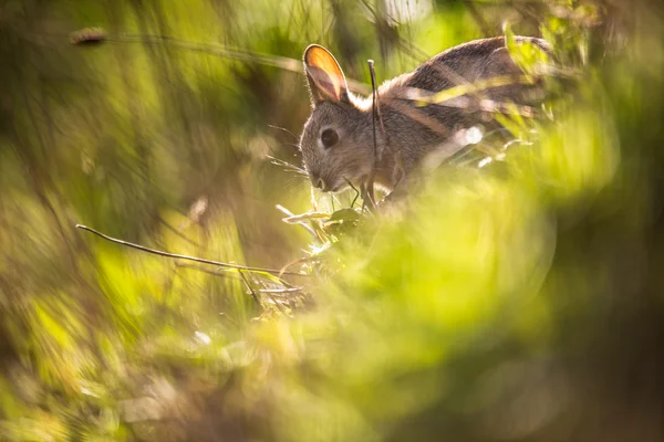 Conejo salvaje —  Fotos de Stock