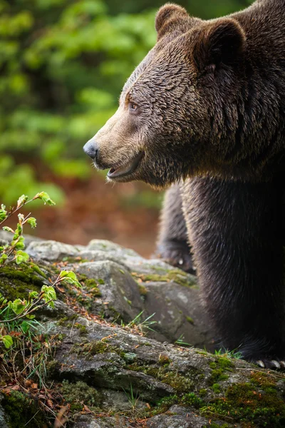 Urso castanho — Fotografia de Stock