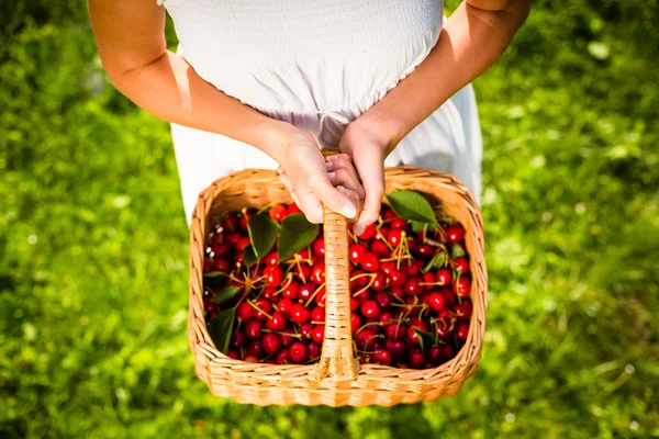 Woman holding a basket of cherries — Stock Photo, Image