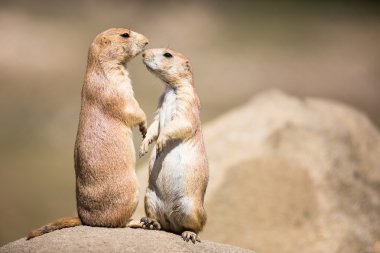Two prairie dogs clipart