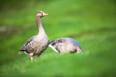 Greylag Kaz