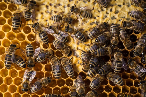 Makro lövés a méhek — Stock Fotó