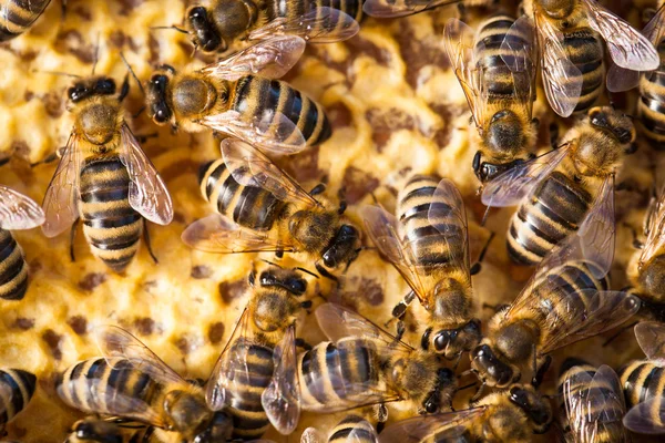 蜜蜂的微距照片 — 图库照片