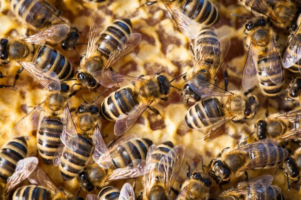 Macro disparo de abejas — Foto de Stock