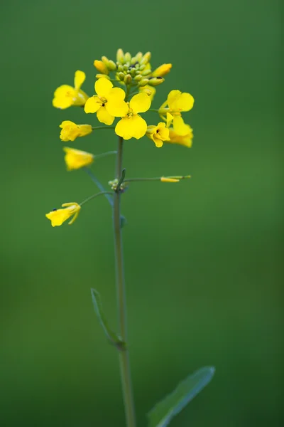 Colza (Brassica rapa) — Stock Photo, Image