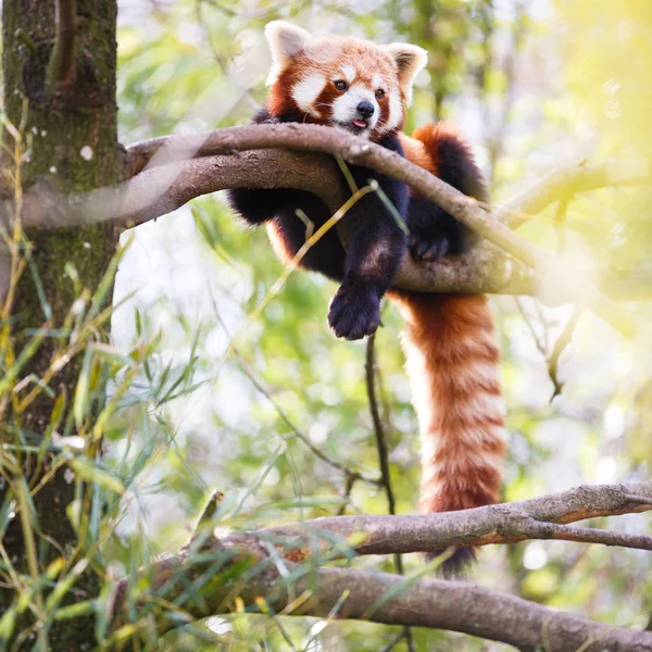 Panda vermelho — Fotografia de Stock